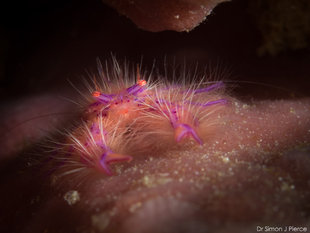 Muck Diving Macro Underwater Photography Komodo Flores Indonesia Dr Simon Pierce photographic holiday travel Aqua-Firma dive diving.jpg