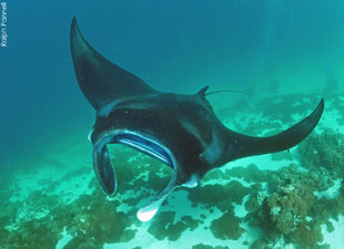 Komodo Manta Ray (Mobula alfredi) Photo: (c) Ralph Pannell AQUA-FIRMA