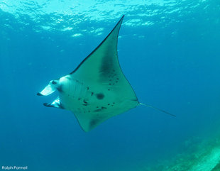 Komodo Manta Ray (Mobula alfredi) Photo: Ralph Pannell AQUA-FIRMA