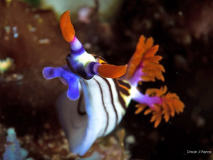 Nudibranch on Komodo's Coral Reefs photo: Dr Simon Pierce