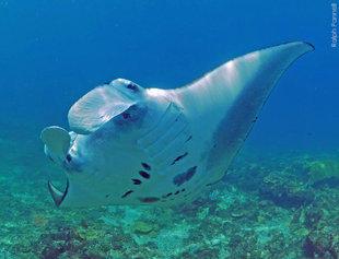 Manta Ray Komodo banking towards underwater photographer freediver Ralph Pannell snorkel coral reef Indonesia AQUA-FIRMA research MMF microplastics Ocean Giants