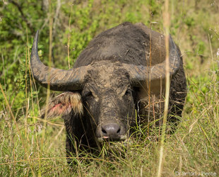 Water Buffalo on Rinca Island