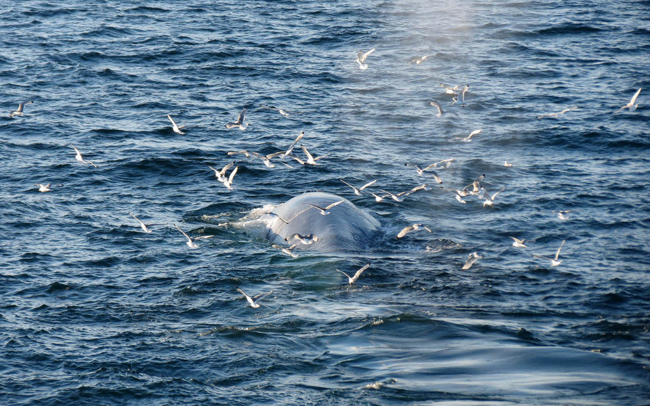 blue whale size blue whale size
