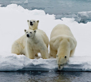 Polar-Bear-family-Svalbard-Arctic-Scotland-Spitsbergen-expedition-cruise-voyage-wildlife-marine-life-polar-travel-Andrew-Wilcock.jpg