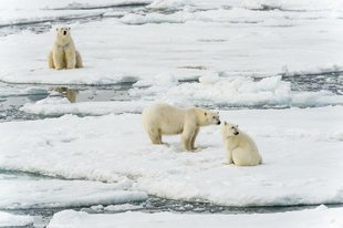 polar-bear-special-north-spitsbergen-longyearbyen-svalbard-gallery-voyage-expedition-travel-photography-cruise-holiday-vacation-wildlife.jpg