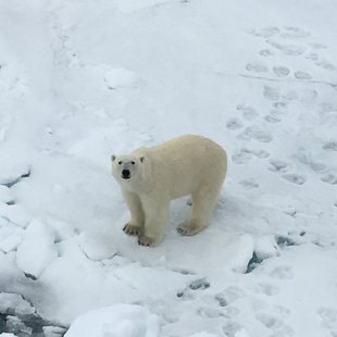 zodiac-glacier-polar-bear-special-north-spitsbergen-longyearbyen-svalbard-gallery-voyage-expedition-photography-cruise-holiday-vacation-wildlife-john-tisdale.jpg