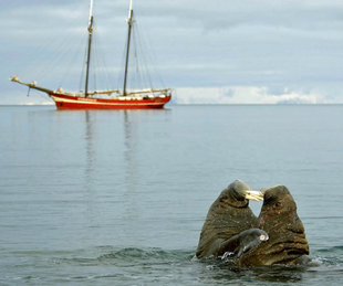 walrus-sailing-ship-arctic-spitsbergen-svalbard-adventure-wildlife-voyage-expedition-polar-travel-photography-jan-belgers.jpeg