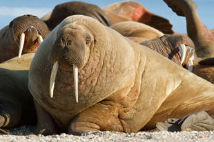 Walrus Haulout Site on Spitsbergen