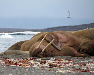 walrus-aroneset-around-spitsbergen-svalbard-voyage-expedition-cruise-wildlife-marine-life-arctic-polar-travel-photography-jen-squire.jpg