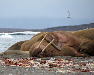 Walrus at Aroneset on an Around Spitsbergen Voyage - photo by Jen Room-Doubleday