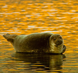 seal-spitsbergen-svalbard-arctic-polar-travel-autumn-sailing-voyage-wildlife-photography-marine-life-vacation-david-slater.jpg