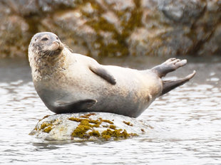 Ny Alesund harbor seal Svalbard-spitsbergen-voyage-cruise-Geert Kroes.jpg