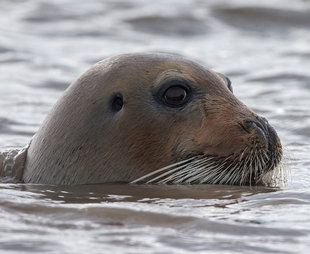 seal-arctic-spitsbergen-sailing-wildlife-marine-life-voyage-guide-expedition-cruise-tall-ship-summer-holiday-vacation-photography-jordi-plana.jpg