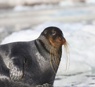 bearded-seal-spitsbergen-svalbard-arctic-polar-travel-autumn-sailing-voyage-wildlife-photography-marine-life-vacation.jpg