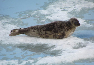 seal-polar-bear-special-north-spitsbergen-longyearbyen-svalbard-gallery-voyage-expedition-landscape-photography-cruise-holiday-vacation-wildlife-Ali-Liddle.jpeg