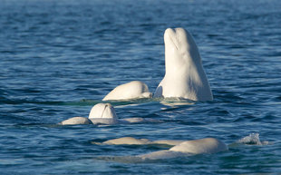 Belugas_in_the_midnight_sun,_Cunningham_Inlet,_Arctic_Watch.jpg