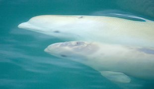 mother-and-calf-beluga-whale-cummingham-inlet-somerset-island-northwest-passage-lancaster-sound-polar-travel-arctic-canada-wildlife-marine-life.jpg