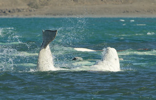 Playful_beluga_whale_cunnignham_inlet.jpg