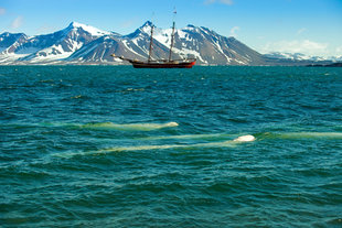 Beluga-whale-Arctic-Spitsbergen-Svalbard-wildlife-sailing-voyage-expedition-polar-travel-photography-David-Slater.jpg