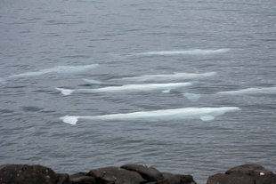 beluga-whale-spitsbergen-svalbard-arctic-polar-travel-sailing-voyage-expedition-wildlife-marine-life-ben-garrod.jpg