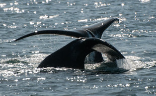 Bowhead whale arctic spitsbergen greenland wildlife marine life voyage cruise.jpeg