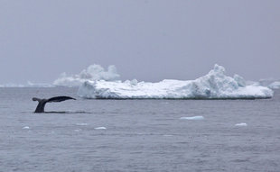 bowhead-whale-spitsbergen-greenland-polar-wildlife-marine-life-cruise.jpg