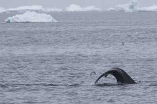 Bowhead whale arctic polar cruise voyage spitsbergen svalbard wildlife.jpeg