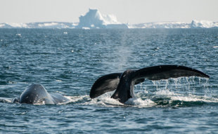 bowhead-whale-wildlife-marine-life-holiday-cruise.jpeg
