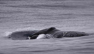 bowhead-whale-baffin-island-canadian-high-arctic-canada-polar-travel-wildlife-expedition-cruise-photography-northwest-passage-voyage-lancaster-sound-isabella-fjord-niginaniq-nate-small.jpg