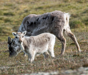 svalbard-reindeer-spitsbergen-arctic-voyage-expedition-cruise-wildlife-marine-life-polar-travel-photography-bjoern-koth.jpg