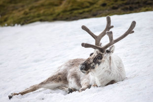 svalbard-reindeer-arctic-spitsbergen-sailing-wildlife-marine-life-voyage-cruise-expedition-tall-ship-vacation-photography-jordi-plana.jpg