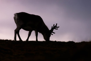 svalbard-reindeer-autumn-spitsbergen-sailing-voyage-expedition-arctic-photography-adventure-holiday-vacation-david-slater.jpg