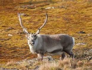 Svalbard Reindeer spitsbergen wildlife marine life cruise voyage holiday.jpg