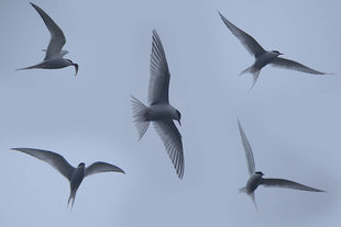 arctic-terns-north-spitsbergen-tallship-sailing-photography-voyage-svalbard-polar-travel-holiday-wildlife-birdwatching-sail-taliesin-coombes.jpg