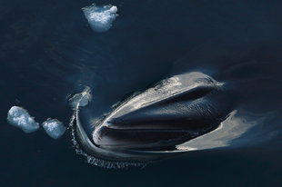 minke-whale-polar-voyage-spitsbergen-svalbard-antarctica-wildlife-marine-life.jpeg