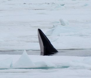 minke whale polar regions arctic antarctica wildlife marine life.jpeg