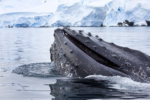 Humpback Whale feeding in the icy waters of Antarctica