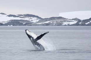 Humpback Whale breaching off the coast of Antarctica
