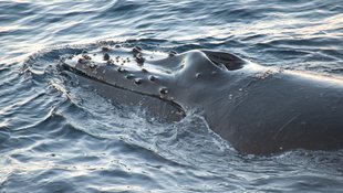 Humpback Whale spotted at sea in Antarctica