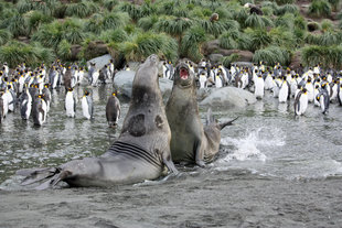 elephant-seals-gold-harbour-south-georgia.jpeg