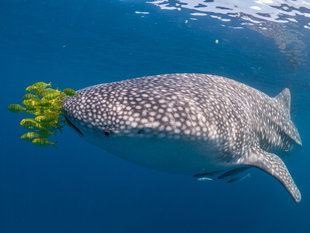 Whale-Shark-Golden-Trevallay-Mafia-Island-Tanzania-Aqua-Firma-Dr-Simon-Pierce-MMF-photography-snorkel-research.jpg