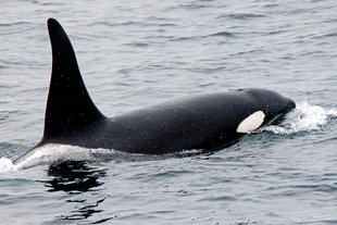 Orca-killer-whale-Scotland-to-Spitsbergen-expedition-vacation-Arctic-Svalbard-wildlife-marine-life-polar-travel-Andrew-Wilcock.jpg