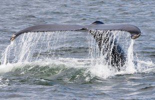 whale-tail-fluke-iceland.jpg