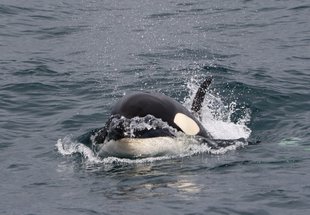 orca-swimming-iceland-snafellsnes-peninsula.jpg