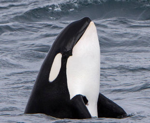 Orca killer whale watching iceland.jpg