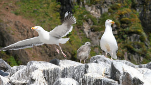 gulls iceland kayaking adventure camping.jpg