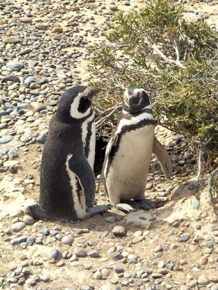 Puerto madryn penguin peninsula valdes.jpg