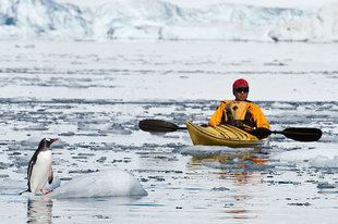 Kayaking with a Penguin in Antarctica Wildlife Adventure