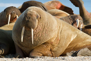 walrus-polar-bear-special-north-spitsbergen-longyearbyen-svalbard-gallery-voyage-expedition-travel-photography-cruise-holiday-vacation-wildlife-bill-smith.jpeg
