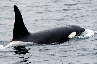 orca-killer-whale-scotland-to-spitsbergen-expedition-vacation-arctic-svalbard-wildlife-marine-life-polar-travel-andrew-wilcock.jpg